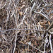 Audra Woods Photo 28