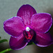 Jan Bloom Photo 31