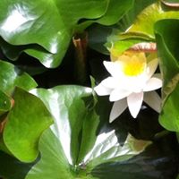 Dorothy Walters Photo 15