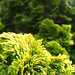 Cypress Phipps Photo 2