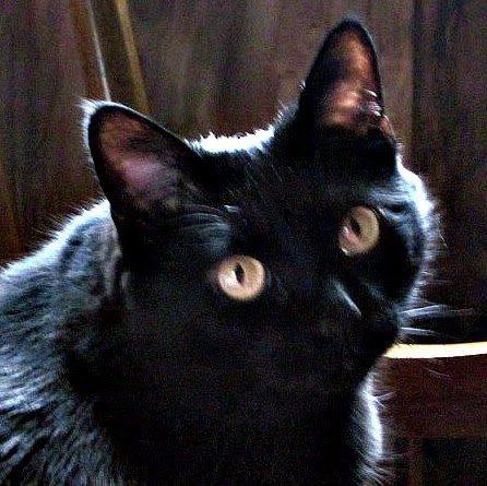 Leslie Maxwell Photo 10