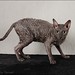Robert Gilson Photo 30