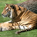 Mike Tiger Photo 27