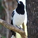 Peter Cowling Photo 18