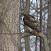 Larry Hawks Photo 29