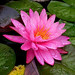 Carol Stauffer Photo 26