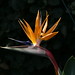 Beverly Bird Photo 15