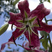 Sharon Donaldson Photo 13