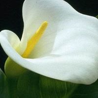 Julia Richter Photo 12 Julia Richter Photo 12