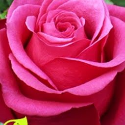 Joyce Simpson Photo 35