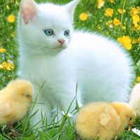 Paul Gosselin Photo 14 Paul Gosselin Photo 14