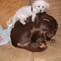 Kirsten Schaefer Photo 22