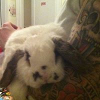 William Burroughs Photo 39 William Burroughs Photo 39