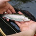 James Trout Photo 10