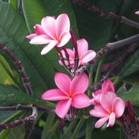 Kathleen Roberson Photo 11