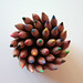 Sara Basile Photo 12