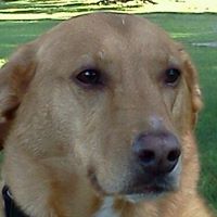 Cindy Menefee Photo 3