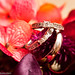 Jessica Ring Photo 27