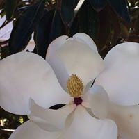 Barbara Garrison Photo 21