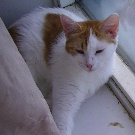 Annette Hammond Photo 26