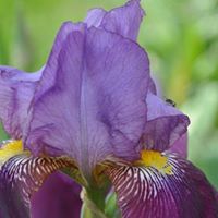 Anne Black Photo 26