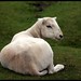 Mark Shears Photo 10