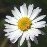 Daisy Matthews Photo 18