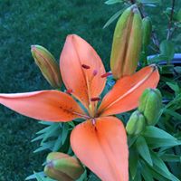 April Lowry Photo 17