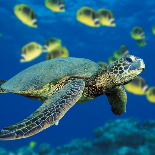 Paul Demarco Photo 52 Paul Demarco Photo 52