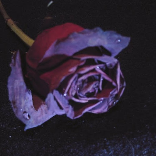 Constance Rose Photo 37
