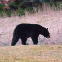 Debra Schneider Photo 36