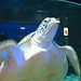 Kelly Tank Photo 13
