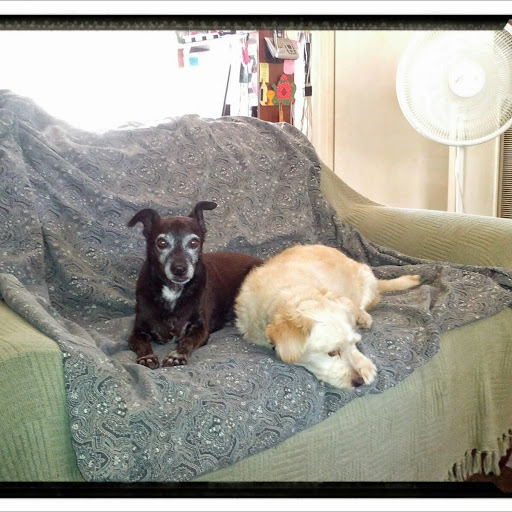 Laurie Peterson Photo 33