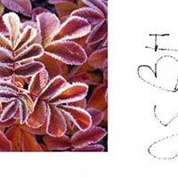 Delane Smith Photo 8