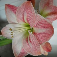 Denise Noble Photo 14