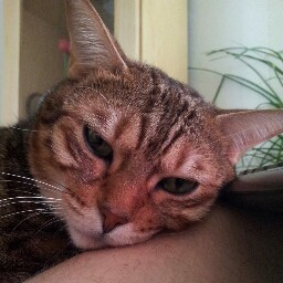 Richard Molnar Photo 27