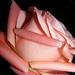 Charles Pech Photo 10