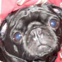 Theresa Wilcox Photo 8