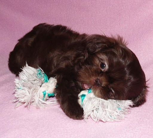 Cheryl Broussard Photo 21