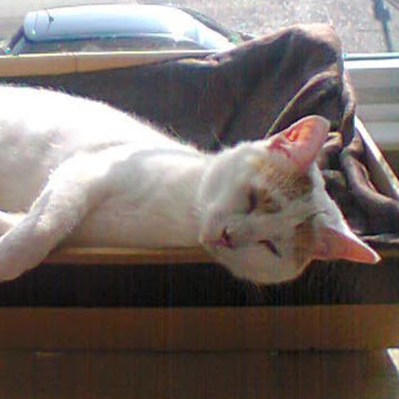 Angela Cooke Photo 12