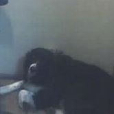 Chad Leavitt Photo 8