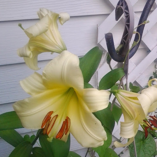 Mary Phillips Photo 16