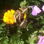 Kathy Kessler Photo 10
