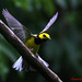 Alfred Marin Photo 22