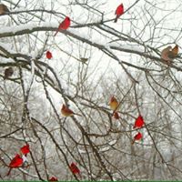 Karen Flagg Photo 15