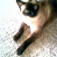 Debra Brock Photo 18