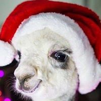 Renee Colbert Photo 10