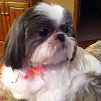 Denise Dobbs Photo 28