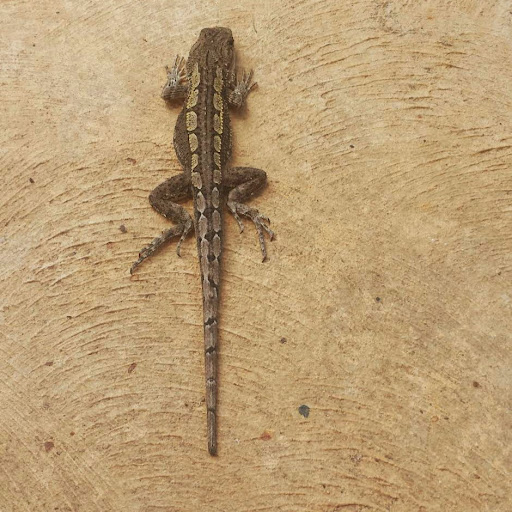 Michele Wall Photo 13