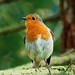 Robin Howlett Photo 13